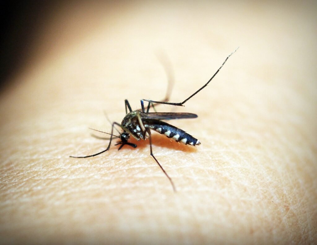 Imagem: Divulgação Dengue Unimed-RIO