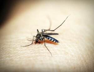 Imagem: Divulgação Dengue Unimed-RIO