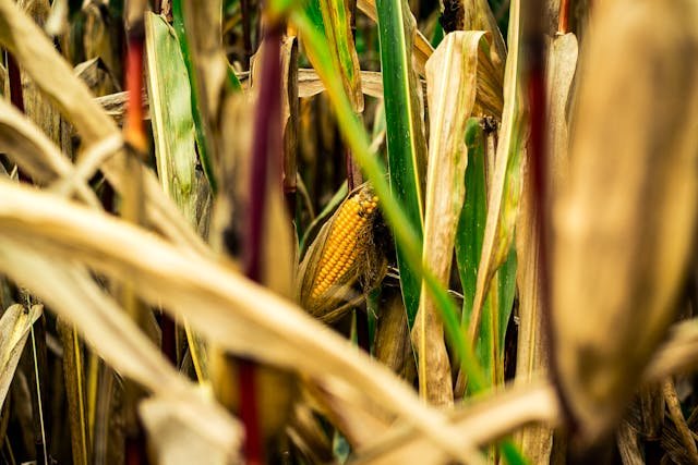 Plantação de Milho (Crédito: Michael Fischer/Pexels.)