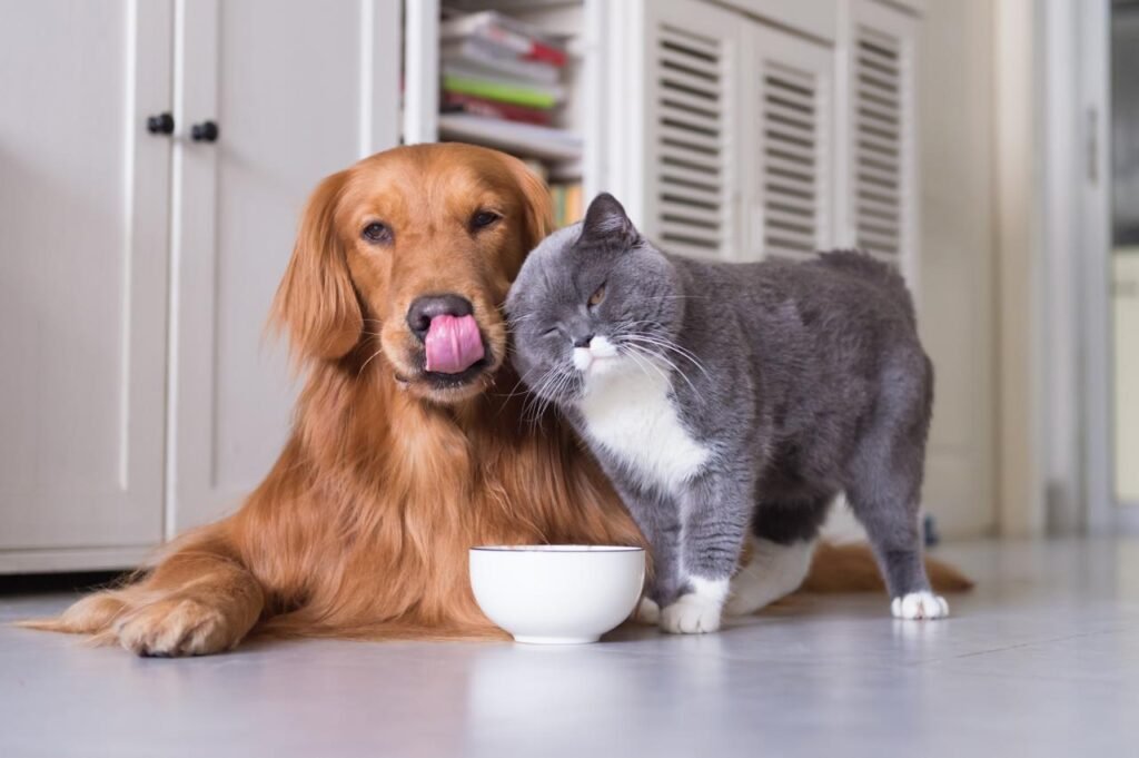 Cão e Gato